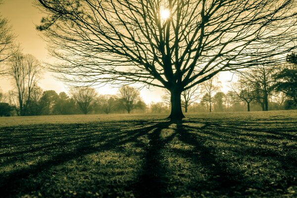 Arbre majestueux dans un champ sur une journée ensoleillée