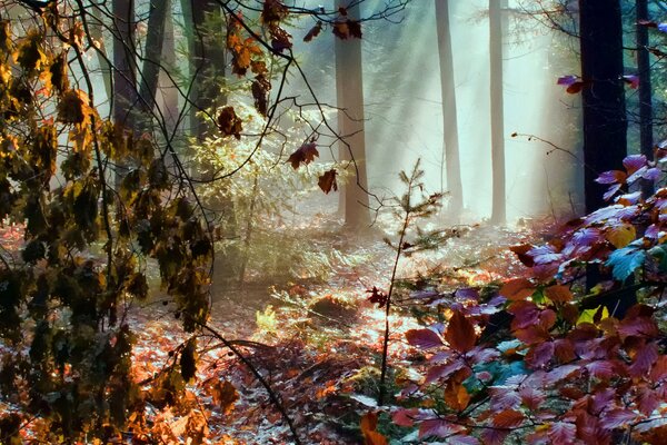 La beauté d oxa à l automne est simple