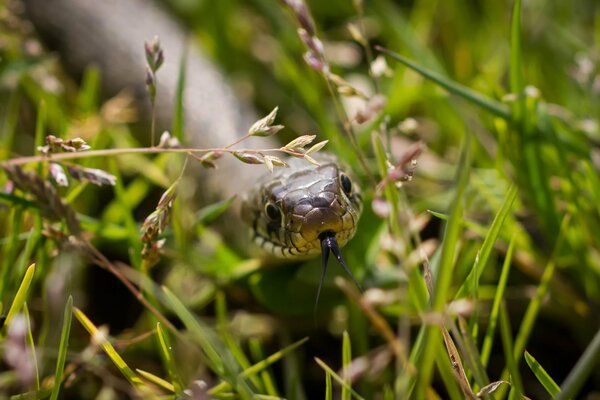 The snake stuck out its tongue in the grass