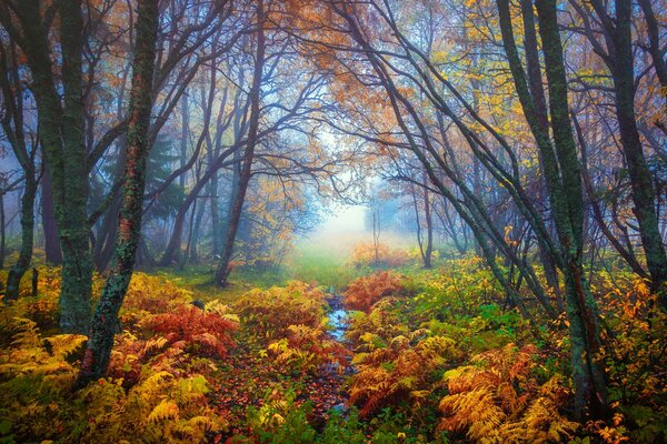 Bosque de otoño. Niebla en el bosque. Naturaleza