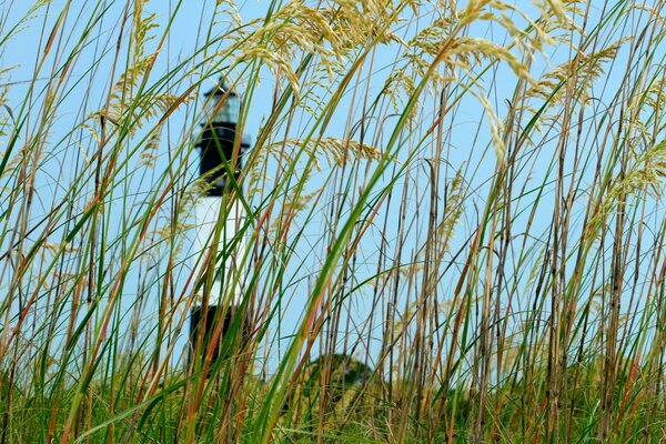 Faro bianco e nero dietro un muro di erba