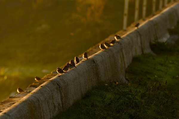 Baue Spatzen bei Sonnenuntergang