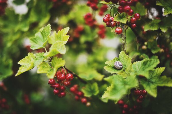 Red currant and snail on a leaf