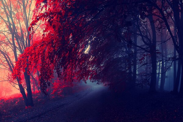 Il cremisi autunnale si riflette su alberi e foglie