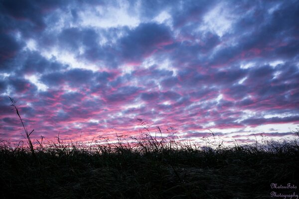 Rosa Sonnenuntergang über dem Feld