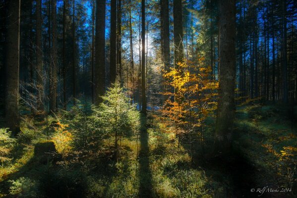 Una foresta misteriosa con una natura incredibile. I raggi del sole sono cattivi