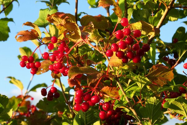 Baies rouges Viburnum en automne