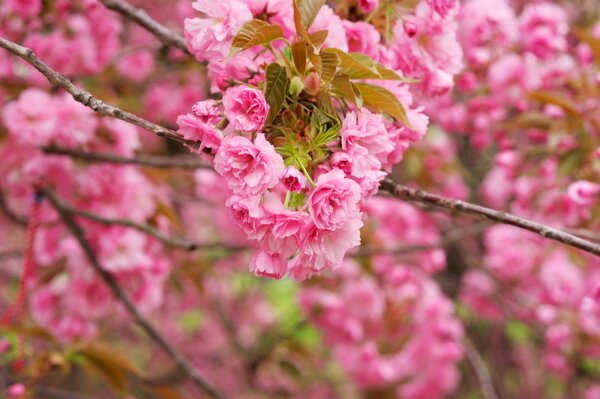 Wiosenna kwitnąca Sakura z delikatnymi różowymi kwiatami