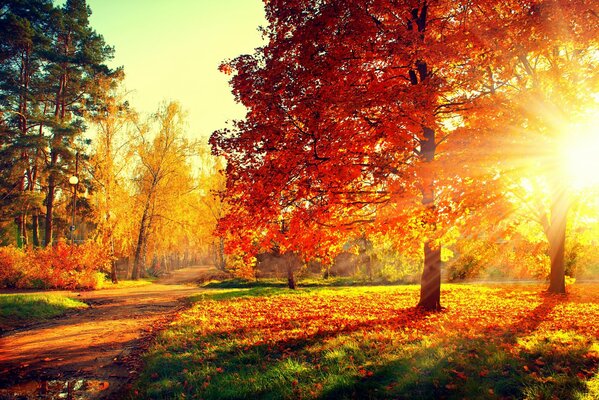 A walk through the autumn park at sunset