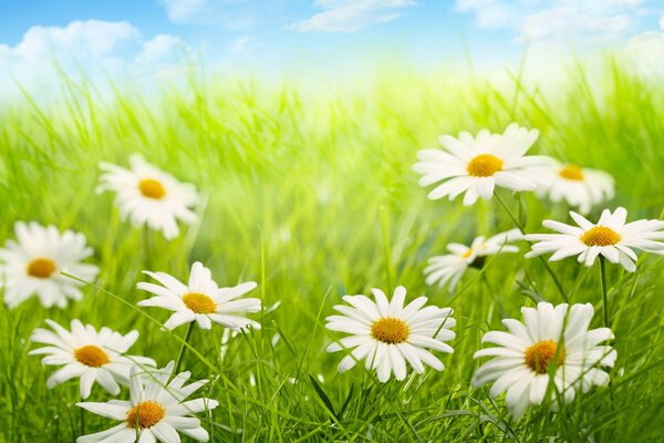 Large daisies on the green grass