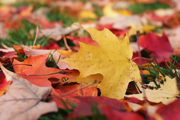 Autumn lawn in colorful foliage