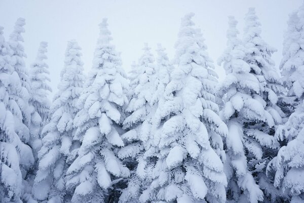 Foto des winterverschneiten Waldes