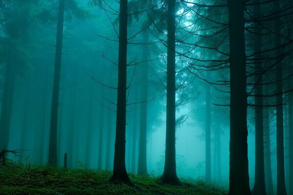 Natürlicher blauer Schleier des Sibirischen Waldes