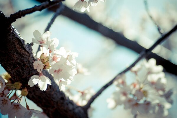 Frühling, Blumen blühen auf den Zweigen