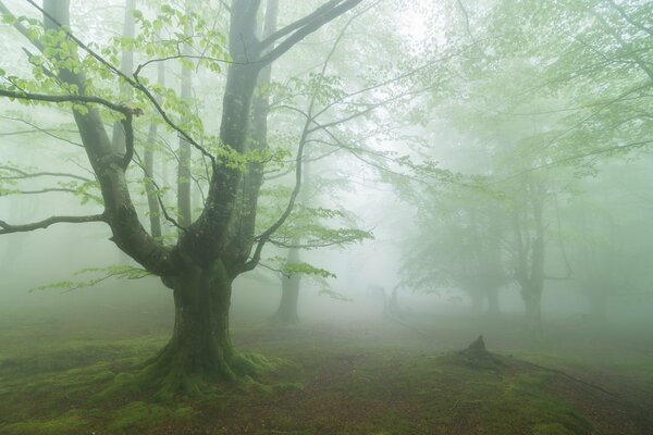 Nebel im Sommer im Wald