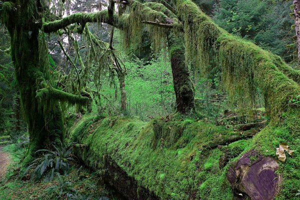 Photo of an overgrown forest. In the jungle