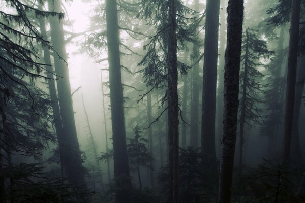 Düsterer, tauber Wald im Nebel