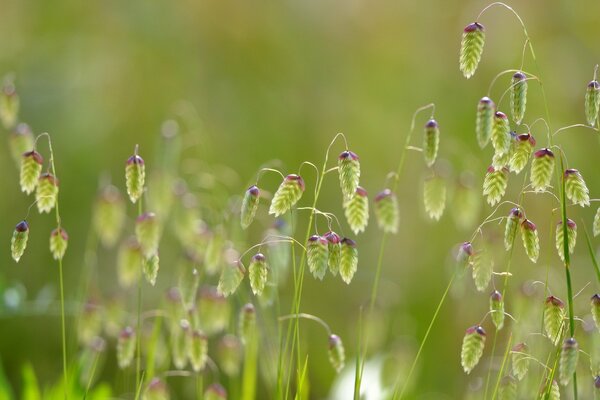 Makroaufnahme der Natur. Flauschiges Gras auf dem Feld