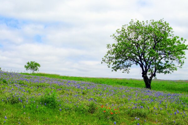 Un árbol solitario en un Prado de flores