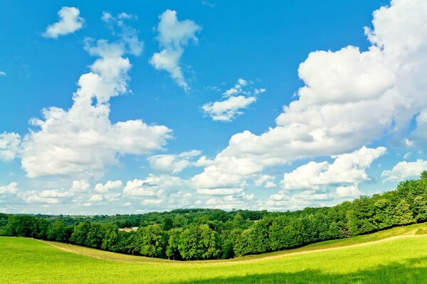 El cielo azul del bosque en un día soleado