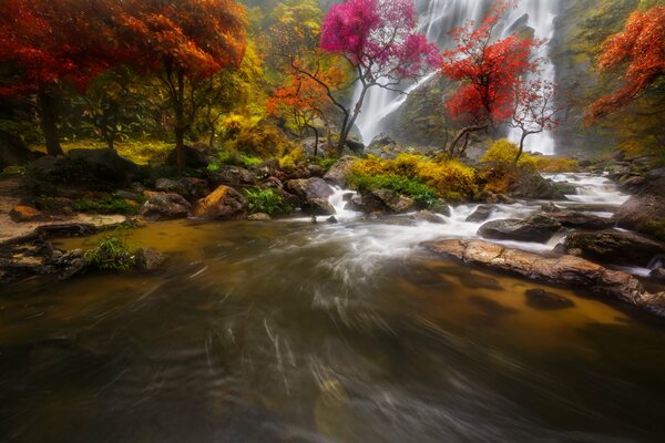 A waterfall with a river next to which there are beautiful trees in the forest