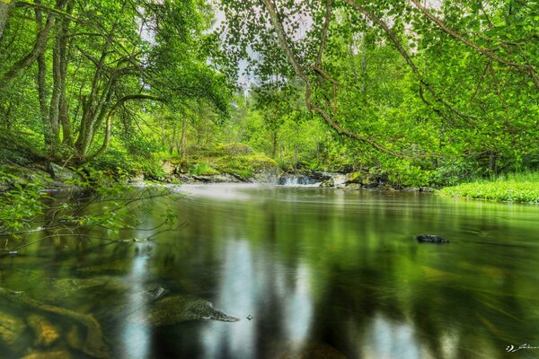 A pond with clear water in the shade of trees