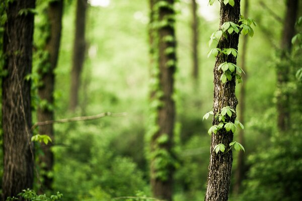 Forest trees nature ivy