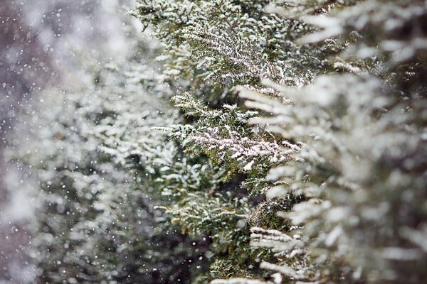 Frozen snowflakes on fir branches