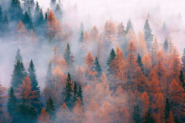 Alberi avvolti nella nebbia autunnale