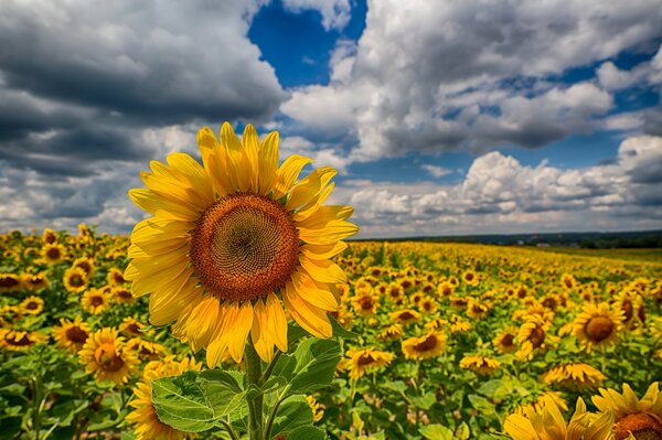 Feld von Sonnenblumen auf bewölktem Himmel Hintergrund