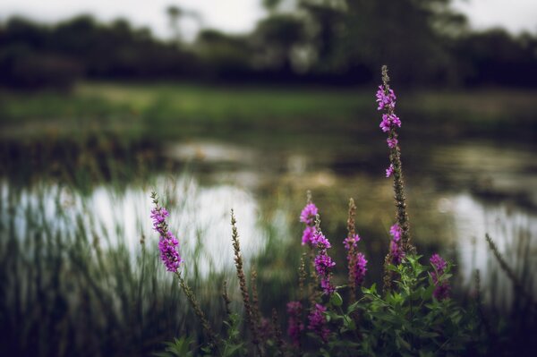 Erba fiori lago fiume sfondo sfocato