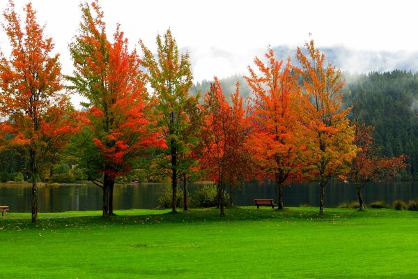 Árboles de otoño follaje rojo contra hierba verde