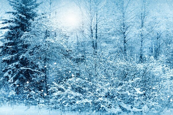 Snow-covered trees in the winter forest