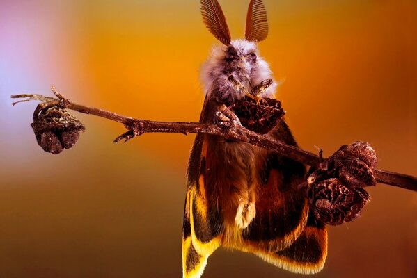 The birth of a butterfly at dawn