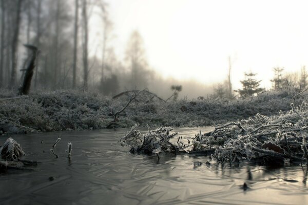 Charco cubierto de hielo en el bosque