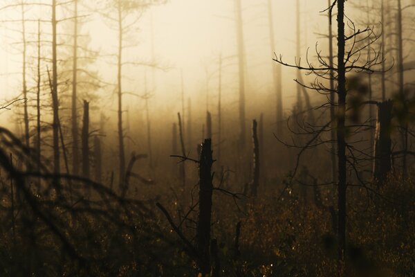 Brise-vent de forêt dans le brouillard