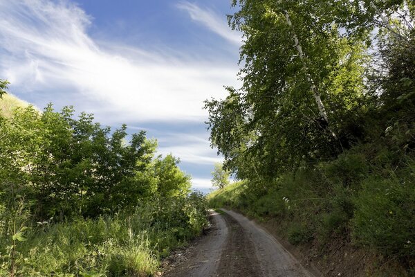 Chemin de campagne rustique entre verdure