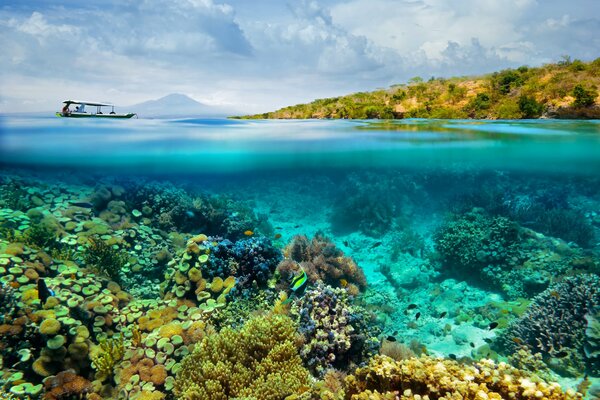 Immagine del fondo marino e dei suoi abitanti