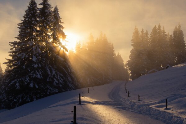 Winter trail to the coniferous forest