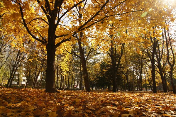 Park in Pyatigorsk in autumn