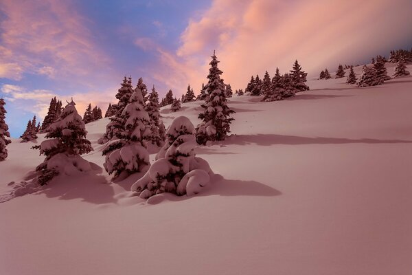 Fichte im Schnee am Berghang