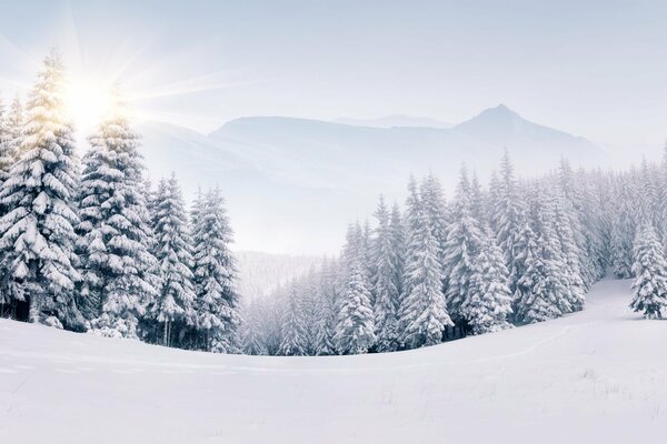 Winter landscape with coniferous trees