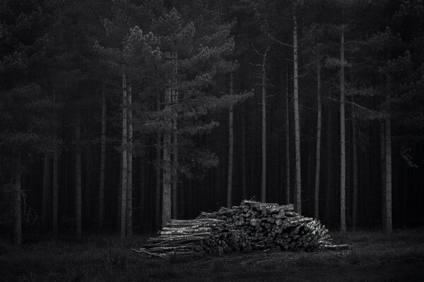 Night forest and firewood in the dark