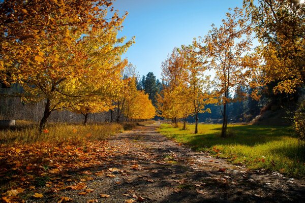 Autumn landscape and leaves on the road