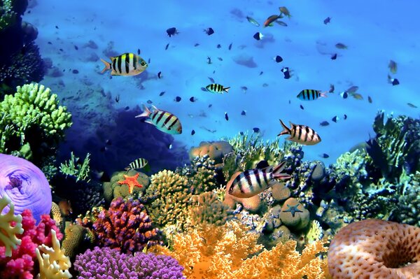 Tropical fish on a coral reef