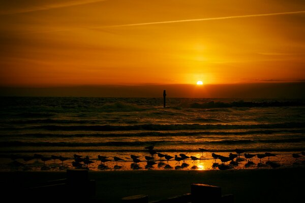 Möwen am Meer bei Sonnenuntergang