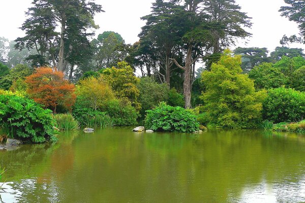 Grüner botanischer Garten mit Teich