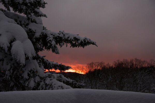 Épinette enneigée sur fond de coucher de soleil d hiver