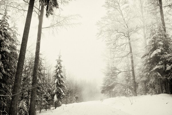 Abetos cubiertos de nieve en el bosque de invierno