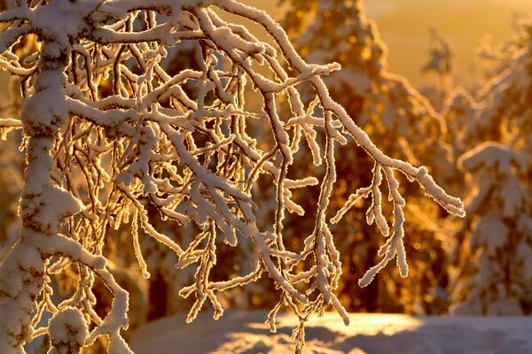 Winter sonniger Tag Zweige im Schnee Winter